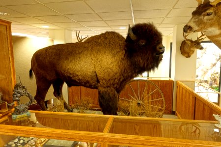 Bison bison - Mount Angel Abbey Museum - Mount Angel Abbey - Mount Angel, Oregon - DSC00009