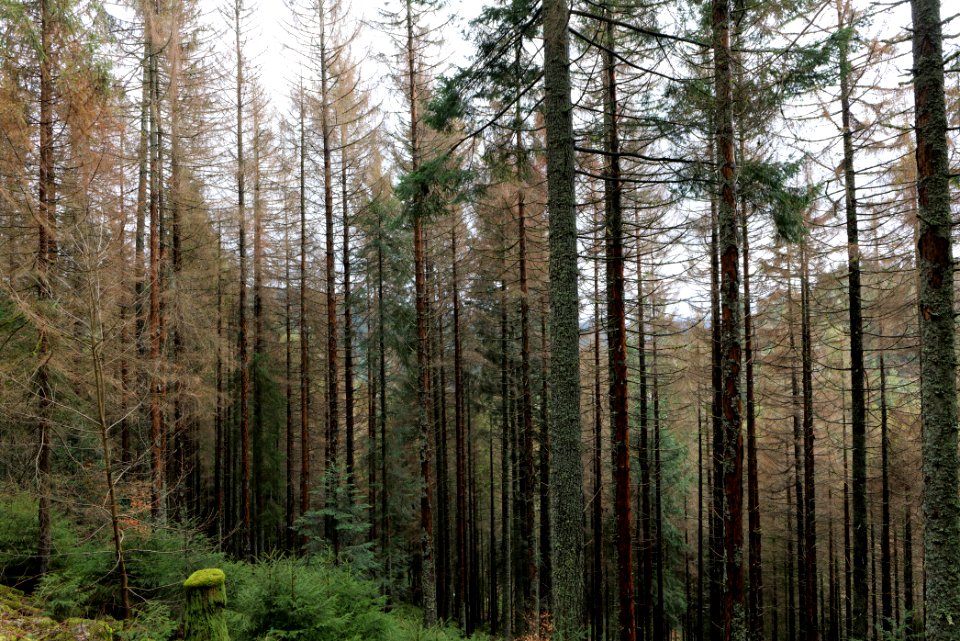 Black Forest National Park Baiersbronn 2020-03-11 54