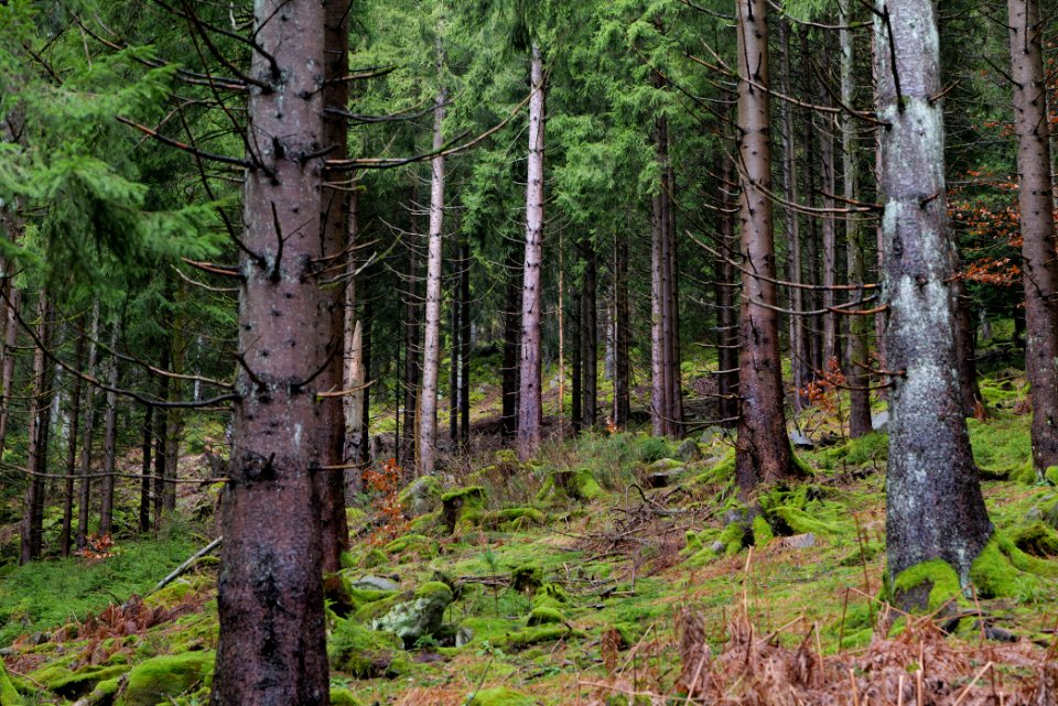 Black Forest at north of Obertal Baiersbronn 2020-03-11 17