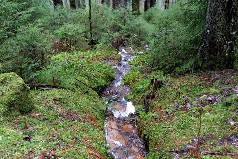 Black Forest at north of Obertal Baiersbronn 2020-03-11 18