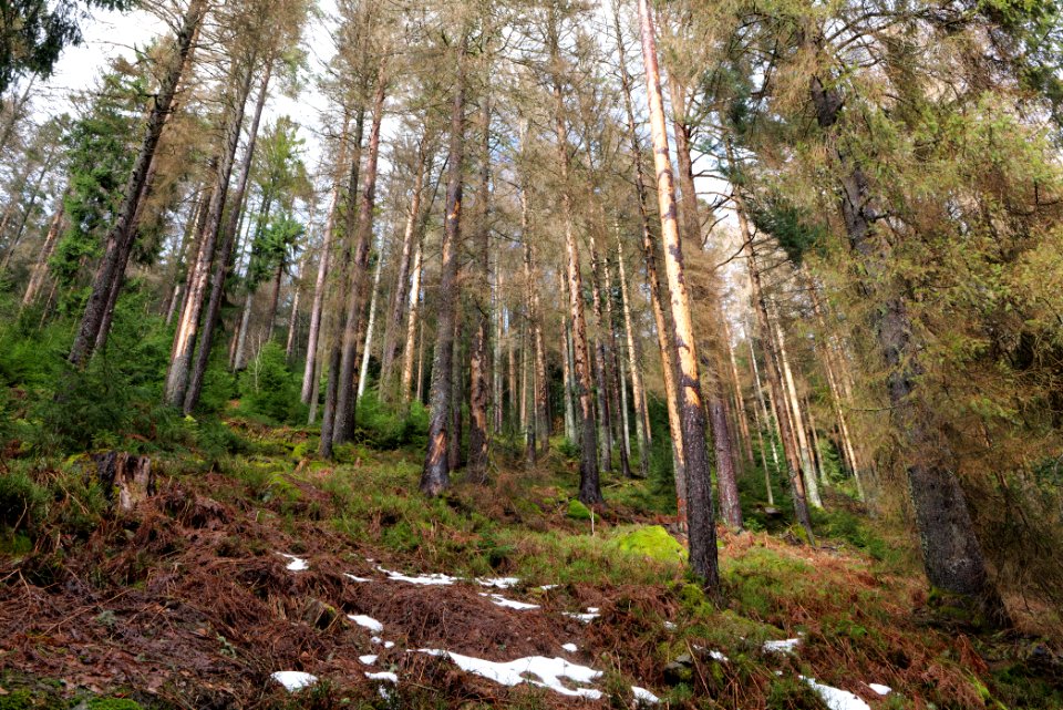 Black Forest National Park Baiersbronn 2020-03-11 50