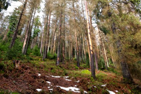 Black Forest National Park Baiersbronn 2020-03-11 50