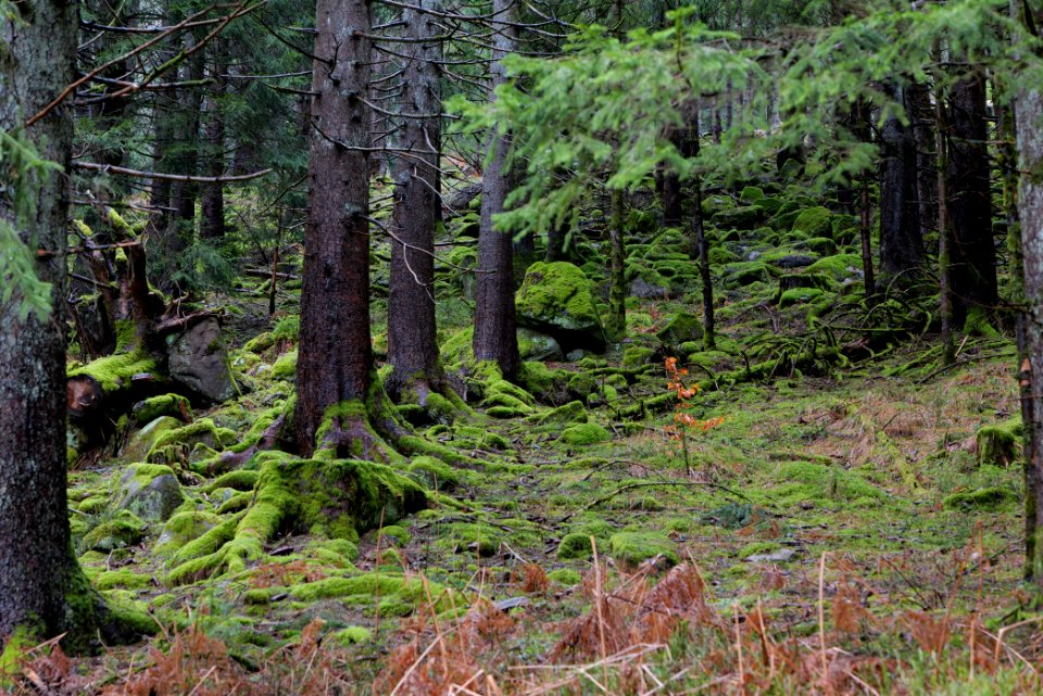Black Forest at north of Obertal Baiersbronn 2020-03-11 14