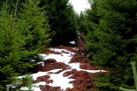 Black Forest National Park Baiersbronn 2020-03-11 18