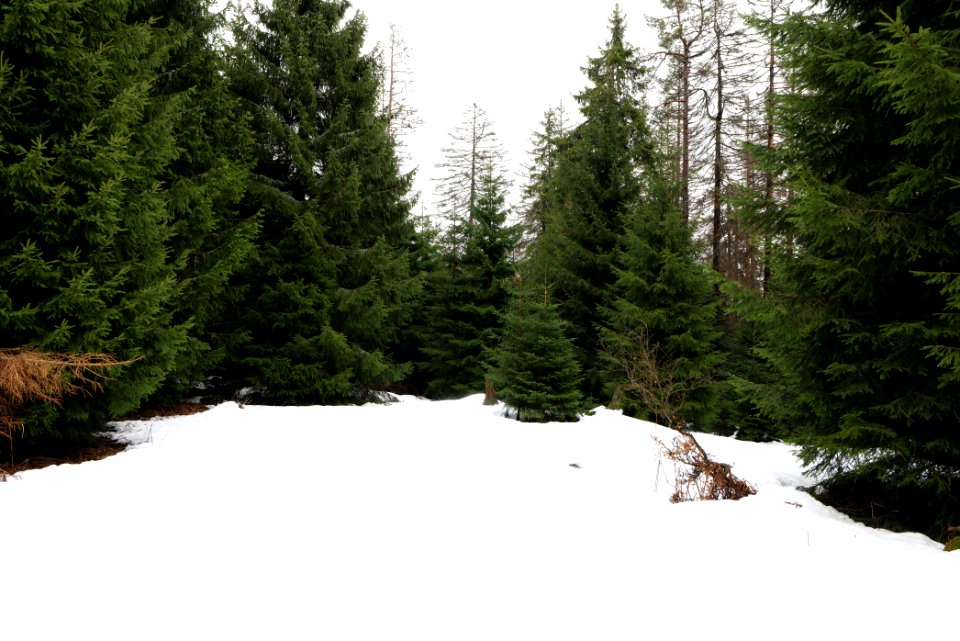 Black Forest National Park Baiersbronn 2020-03-11 10
