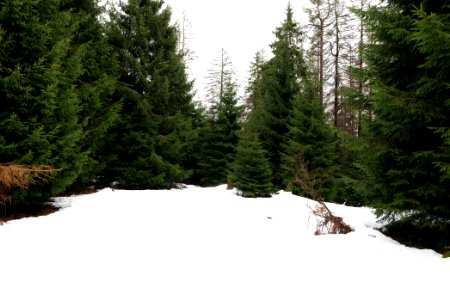 Black Forest National Park Baiersbronn 2020-03-11 10