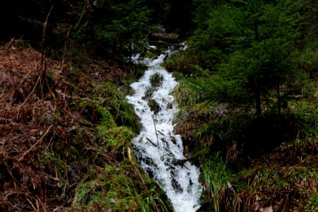 Black Forest National Park Baiersbronn 2020-03-11 37