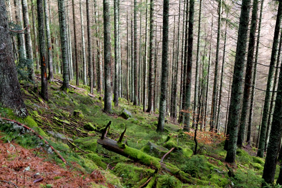 Black Forest National Park Baiersbronn 2020-03-11 52
