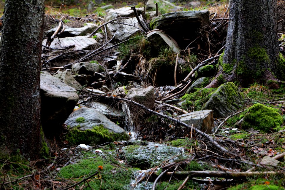 Black Forest at north of Obertal Baiersbronn 2020-03-11 30