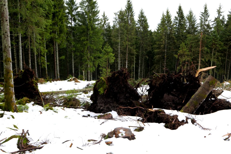Black Forest National Park Baiersbronn 2020-03-11 05