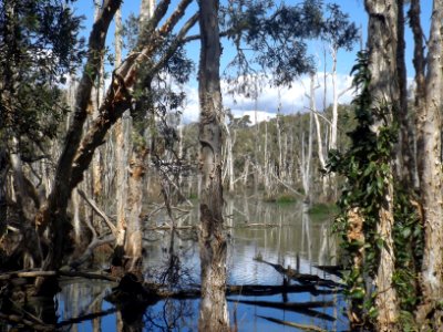 Black Duck Creek Murumba Downs, Queensland photo