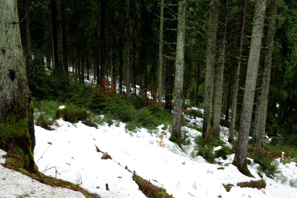 Black Forest National Park Baiersbronn 2020-03-11 02