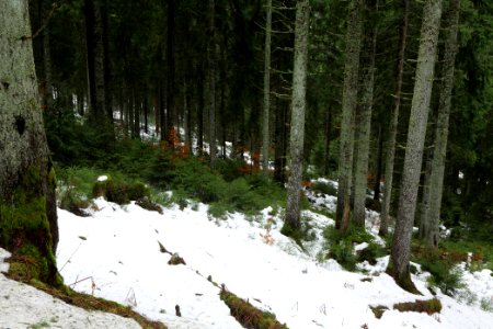 Black Forest National Park Baiersbronn 2020-03-11 02