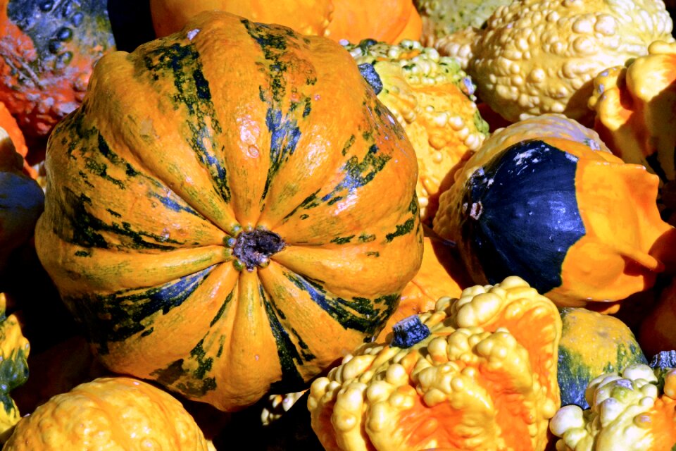 Thanksgiving decoration harvest