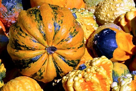 Thanksgiving decoration harvest photo