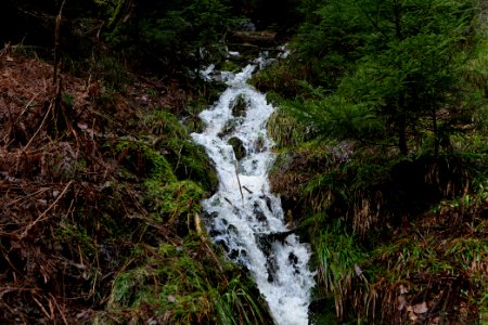 Black Forest National Park Baiersbronn 2020-03-11 40