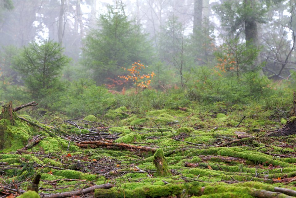 Black Forest at north of Obertal Baiersbronn 2020-03-11 34