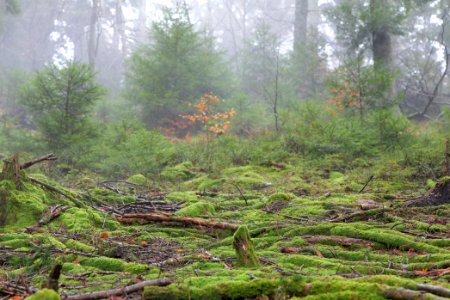 Black Forest at north of Obertal Baiersbronn 2020-03-11 34