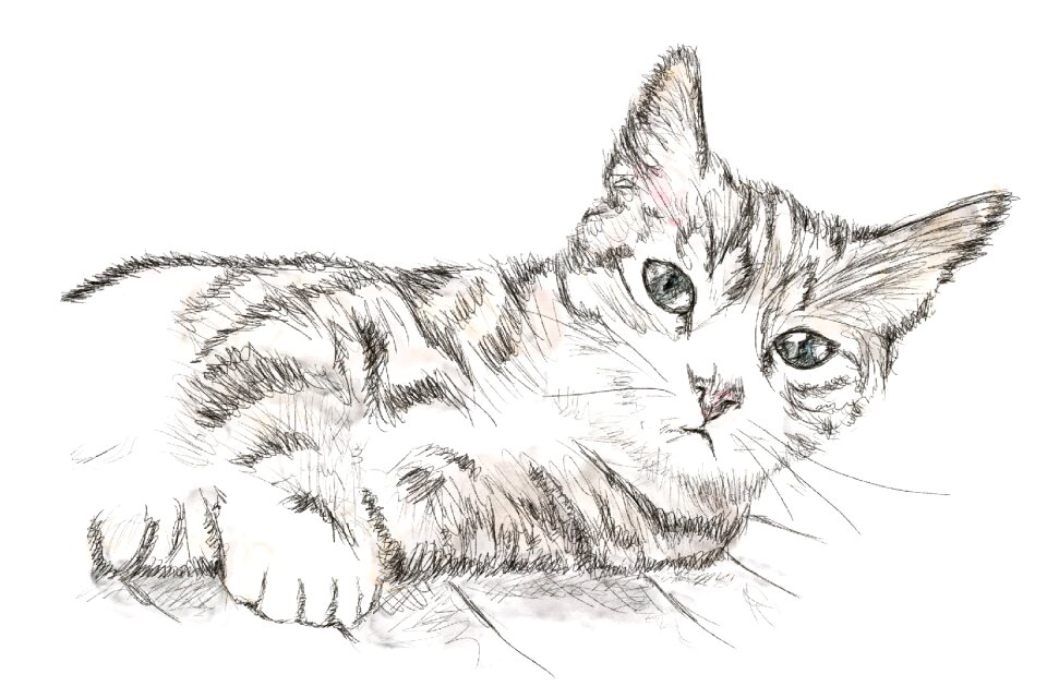 Kitten perokresba drawing