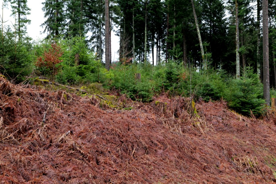 Black Forest at north of Obertal Baiersbronn 2020-03-11 04