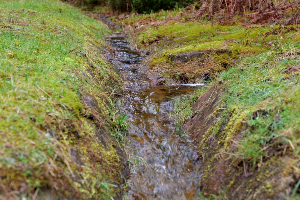 Black Forest at north of Obertal Baiersbronn 2020-03-11 05