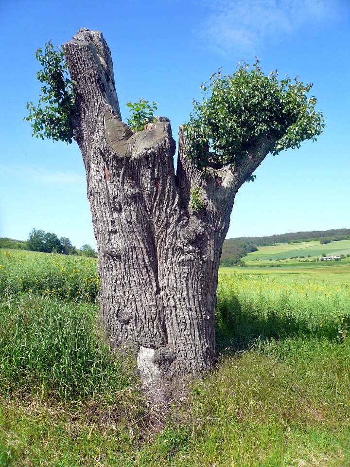 Birne Hambach