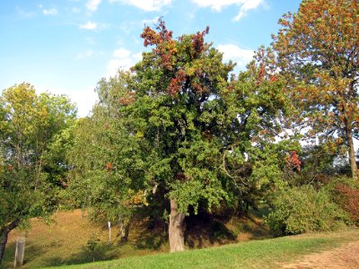 Birne Dingolshausen, 2