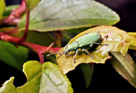 Leaf garden beetle photo