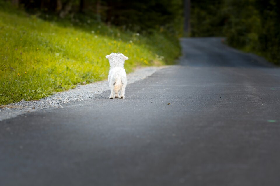 Small dog mammal maltese