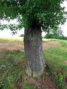 Birne Schonungen