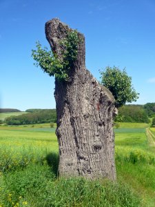 Birne Hambach, 2