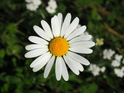 Bloom summer nature