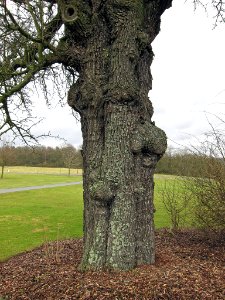 Birne bei Eichenfürst, 1
