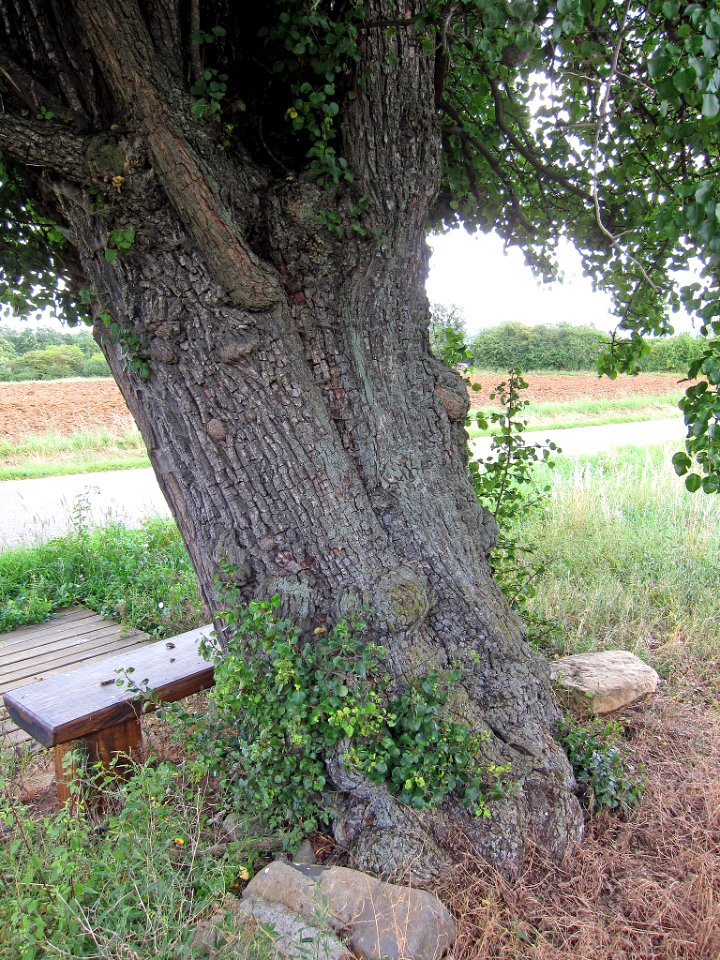 Birne bei Urspringen, 2
