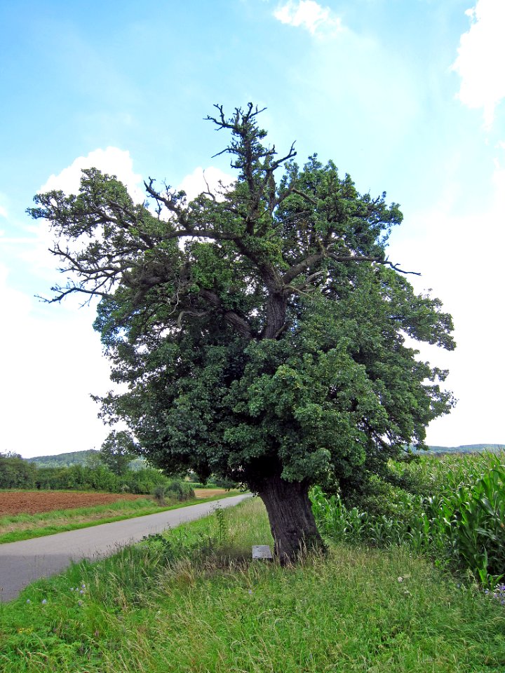 Birne bei Urspringen, 1