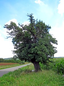Birne bei Urspringen, 1