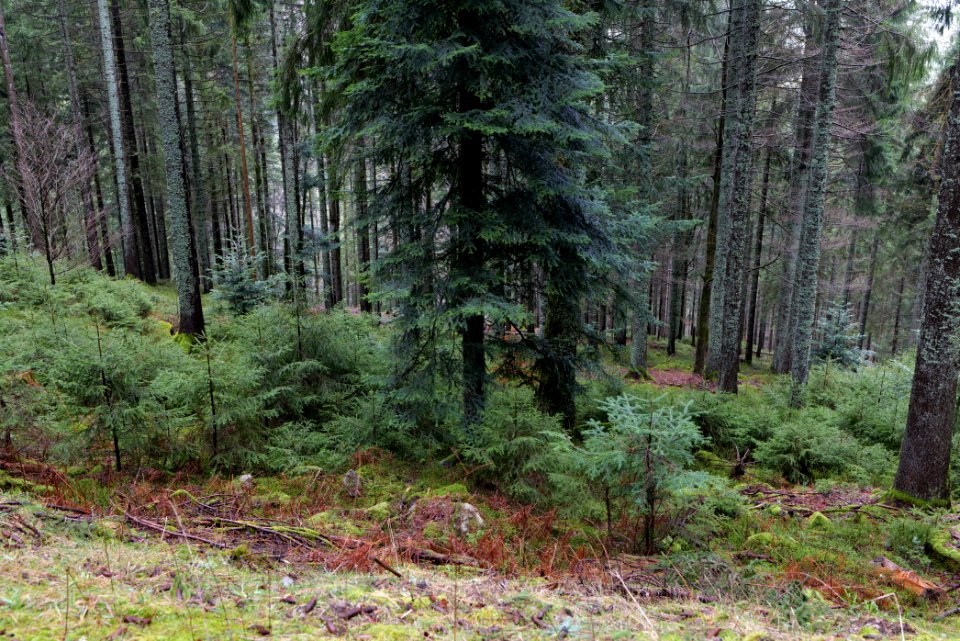Black Forest at north of Obertal Baiersbronn 2020-03-11 20