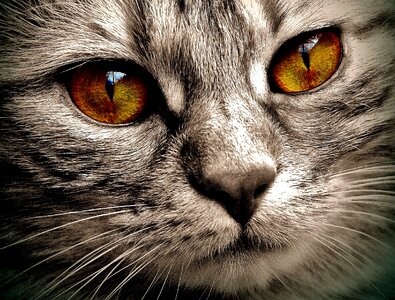 Domestic cat cat's eyes yellow eyes