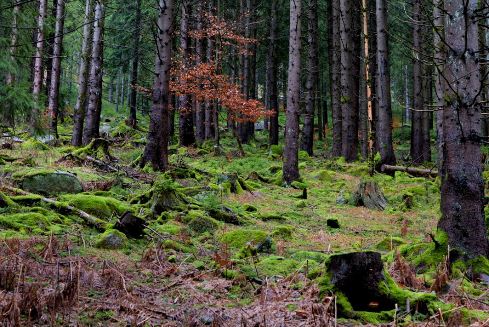Black Forest at north of Obertal Baiersbronn 2020-03-11 15