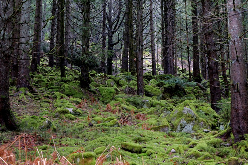 Black Forest at north of Obertal Baiersbronn 2020-03-11 12