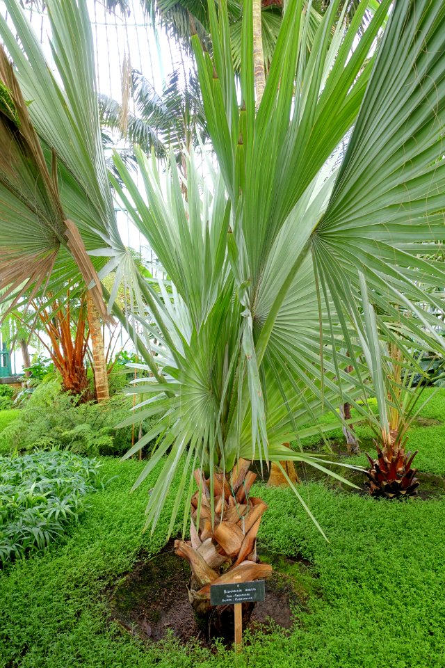 Bismarckia nobilis - Laeken Royal Greenhouses - Royal Castle of Laeken - Brussels, Belgium - DSC07226