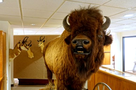 Bison bison - Mount Angel Abbey Museum - Mount Angel Abbey - Mount Angel, Oregon - DSC00015