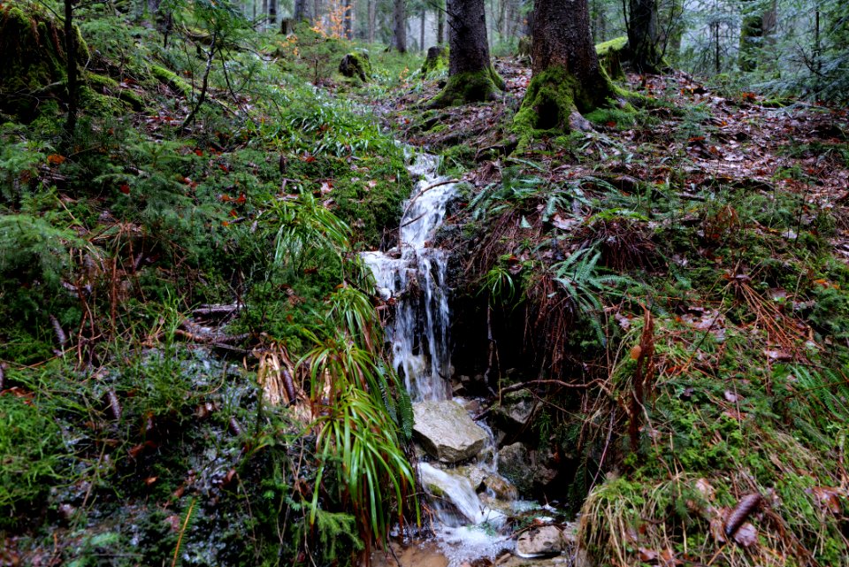 Black Forest at north of Obertal Baiersbronn 2020-03-11 23