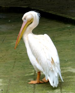 Bird - Aviary, Tazishan Park - Chengdu, China - DSC03101