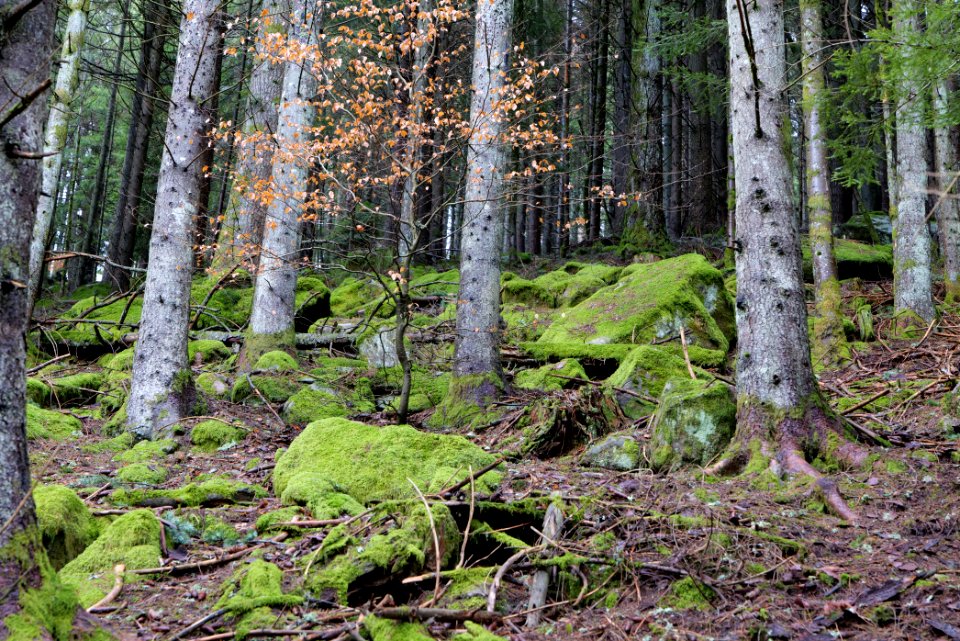 Black Forest National Park Baiersbronn 2020-03-11 53