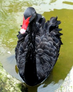 Bird - Aviary, Tazishan Park - Chengdu, China - DSC03032