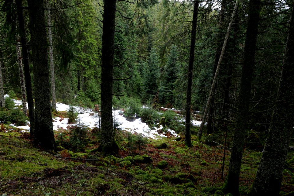 Black Forest National Park Baiersbronn 2020-03-11 26