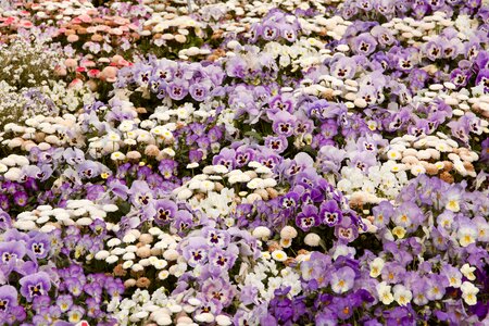 Daisy flowers violet photo