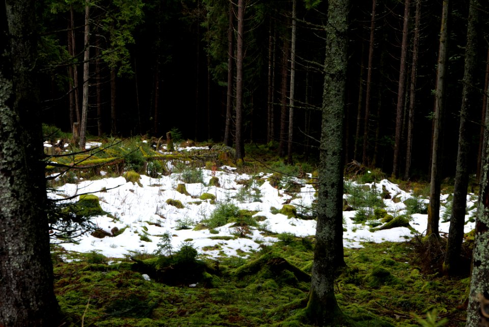Black Forest National Park Baiersbronn 2020-03-11 21