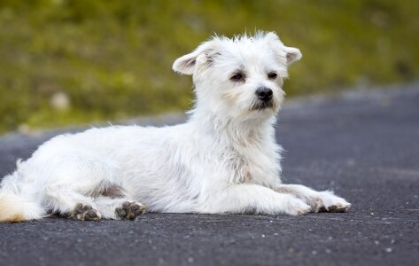 Small dog maltese pet
